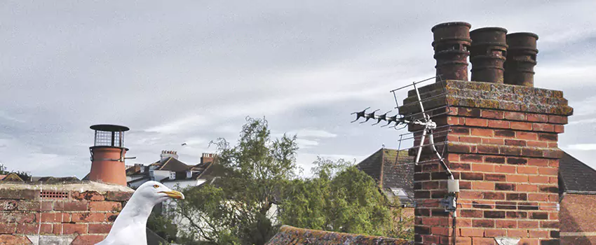 Chimney Cleaning And Restoration in Norton Shores, Michigan